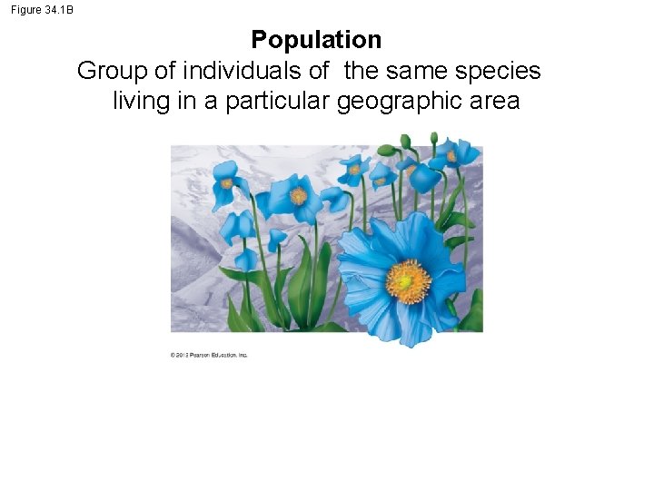 Figure 34. 1 B Population Group of individuals of the same species living in