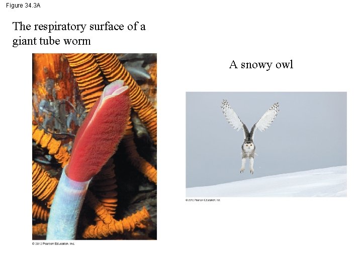 Figure 34. 3 A The respiratory surface of a giant tube worm A snowy