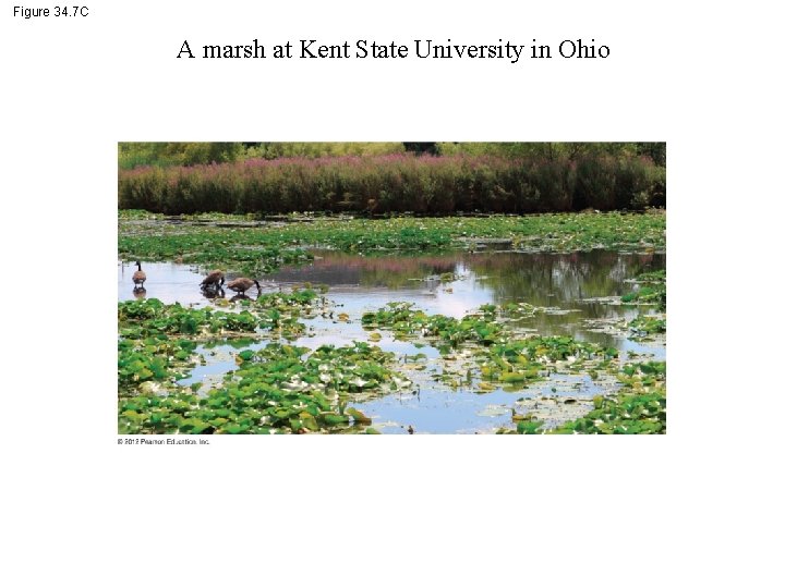 Figure 34. 7 C A marsh at Kent State University in Ohio 