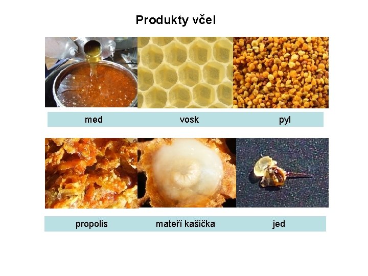 Produkty včel med vosk pyl propolis mateří kašička jed 