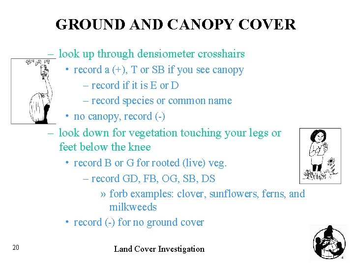 GROUND AND CANOPY COVER – look up through densiometer crosshairs • record a (+),