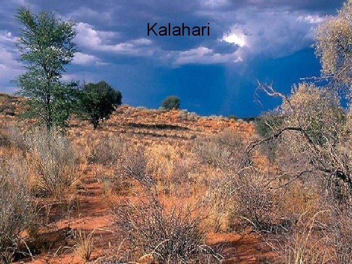 Kalahari Tvrtko Pleić-Afrika 41 