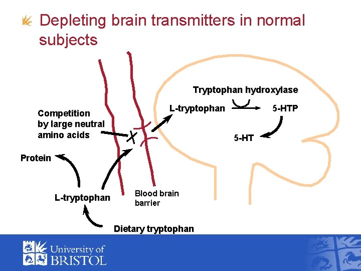 Depleting brain transmitters in normal subjects Tryptophan hydroxylase Competition by large neutral amino acids Depleting brain transmitters in normal subjects Tryptophan hydroxylase Competition by large neutral amino acids