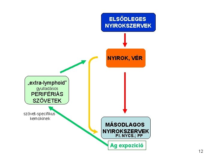 ELSŐDLEGES NYIROKSZERVEK NYIROK, VÉR „extra-lymphoid” gyulladásos PERIFÉRIÁS SZÖVETEK szövet-specifikus kemokinek MÁSODLAGOS NYIROKSZERVEK Pl. NYCS.