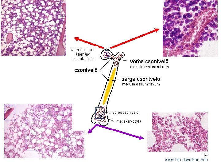 haemopoieticus állomány az erek között csontvelő vörös csontvelő medulla ossium rubrum sárga csontvelő medulla