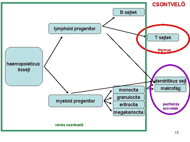 CSONTVELŐ B sejtek lymphoid progenitor T sejtek thymus haemopoieticus őssejt dendritikus sejt monocita myeloid