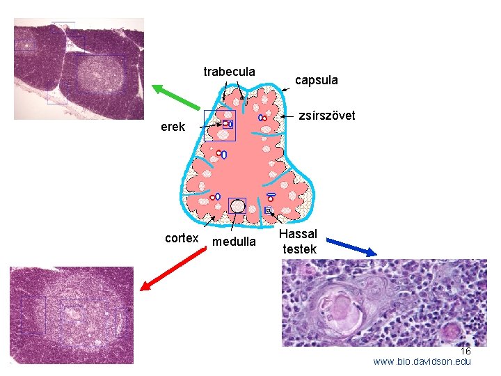 trabecula zsírszövet erek cortex capsula medulla Hassal testek 16 www. bio. davidson. edu 