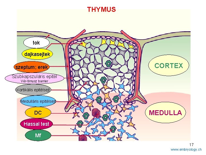 THYMUS tok dajkasejtek szeptum; erek CORTEX Szubkapszuláris epitél Vér-timusz barrier Kortikális epitélsejt Medulláris epitélsejt