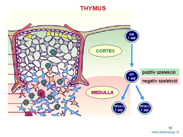 THYMUS DN T sejt CORTEX DP T sejt pozitív szelekció negatív szelekció MEDULLA SP(4+)