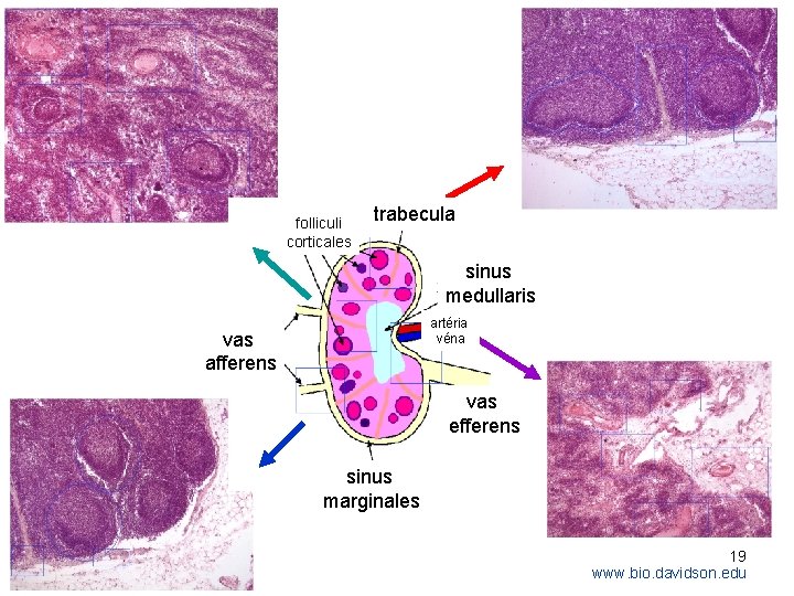 folliculi corticales trabecula sinus medullaris artéria véna vas afferens vas efferens sinus marginales 19