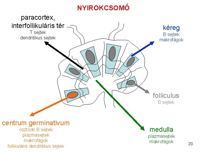 NYIROKCSOMÓ paracortex, interfollikuláris tér T sejtek dendritikus sejtek kéreg B sejtek makrofágok folliculus B