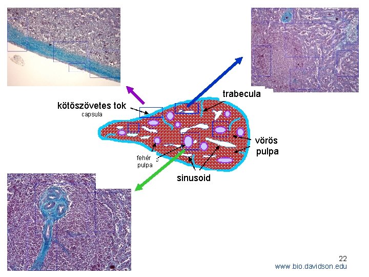 trabecula kötőszövetes tok capsula vörös pulpa fehér pulpa sinusoid 22 www. bio. davidson. edu