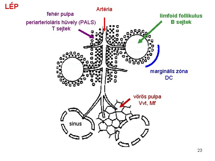 LÉP fehér pulpa periarterioláris hüvely (PALS) T sejtek Artéria limfoid follikulus B sejtek marginális