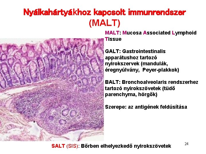 Nyálkahártyákhoz kapcsolt immunrendszer (MALT) MALT: Mucosa Associated Lymphoid Tissue GALT: Gastrointestinalis apparátushoz tartozó nyirokszervek