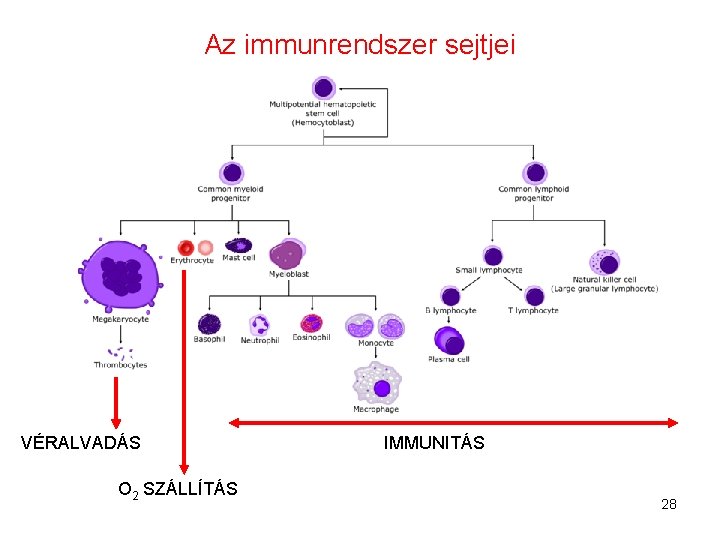 Az immunrendszer sejtjei VÉRALVADÁS O 2 SZÁLLÍTÁS IMMUNITÁS 28 