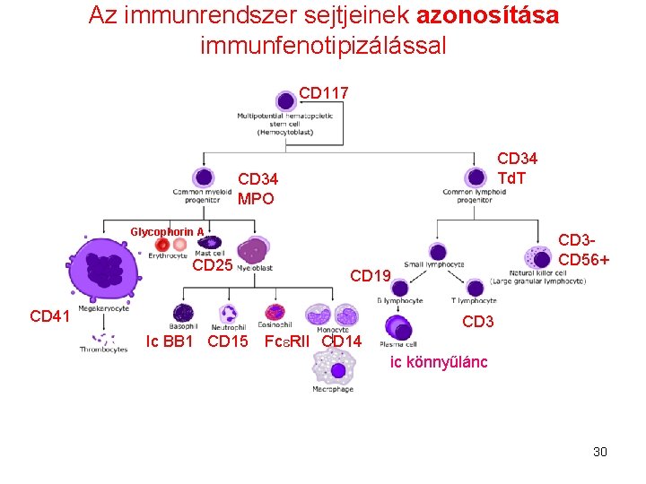 Az immunrendszer sejtjeinek azonosítása immunfenotipizálással CD 117 CD 34 Td. T CD 34 MPO