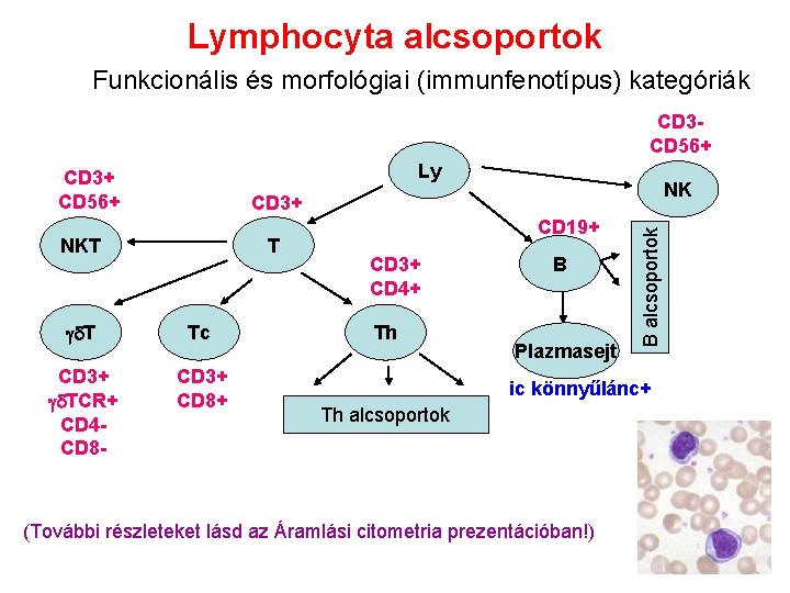 Lymphocyta alcsoportok Funkcionális és morfológiai (immunfenotípus) kategóriák CD 3 CD 56+ Ly CD 3+