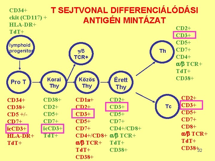 CD 34+ ckit (CD 117) + HLA-DR+ Td. T+ T SEJTVONAL DIFFERENCIÁLÓDÁSI ANTIGÉN MINTÁZAT