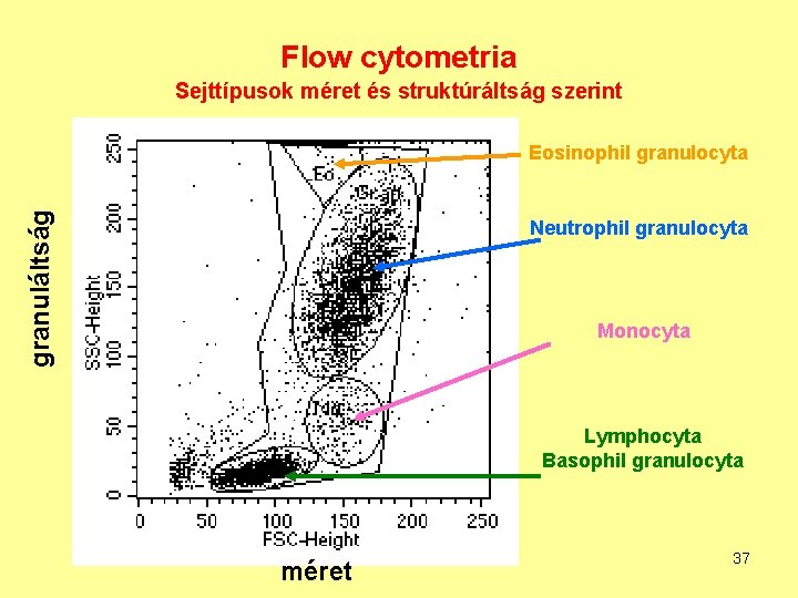 Flow cytometria Sejttípusok méret és struktúráltság szerint granuláltság Eosinophil granulocyta Neutrophil granulocyta Monocyta Lymphocyta