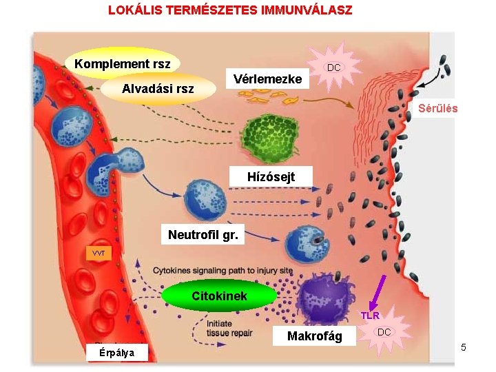 LOKÁLIS TERMÉSZETES IMMUNVÁLASZ Komplement rsz Alvadási rsz Vérlemezke DC Sérülés Hízósejt Neutrofil gr. VVT