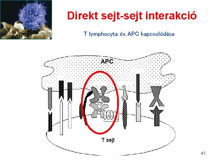 Direkt sejt-sejt interakció T lymphocyta és APC kapcsolódása T sejt 41 