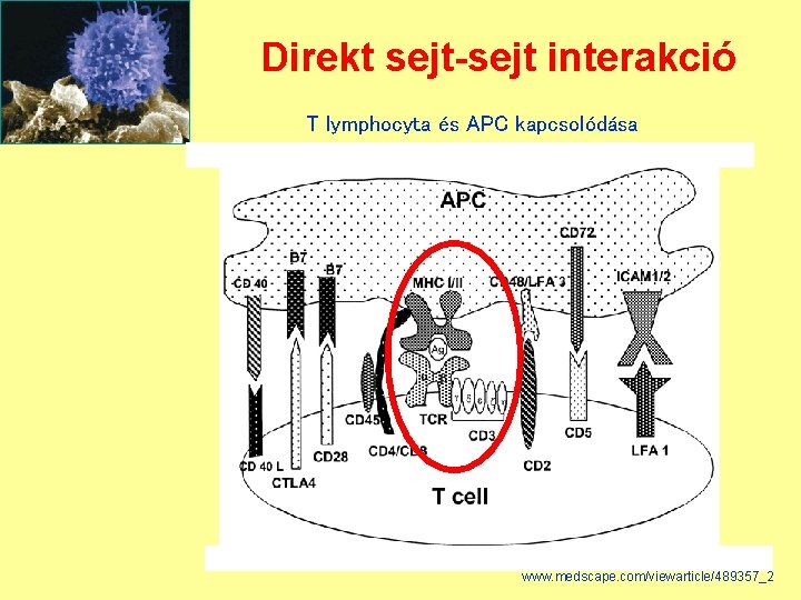 Direkt sejt-sejt interakció T lymphocyta és APC kapcsolódása 42 www. medscape. com/viewarticle/489357_2 