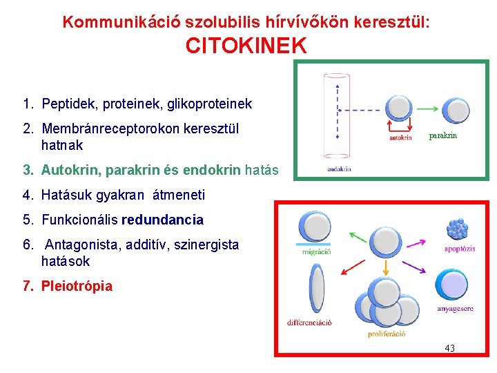 Kommunikáció szolubilis hírvívőkön keresztül: CITOKINEK 1. Peptidek, proteinek, glikoproteinek 2. Membránreceptorokon keresztül hatnak parakrin