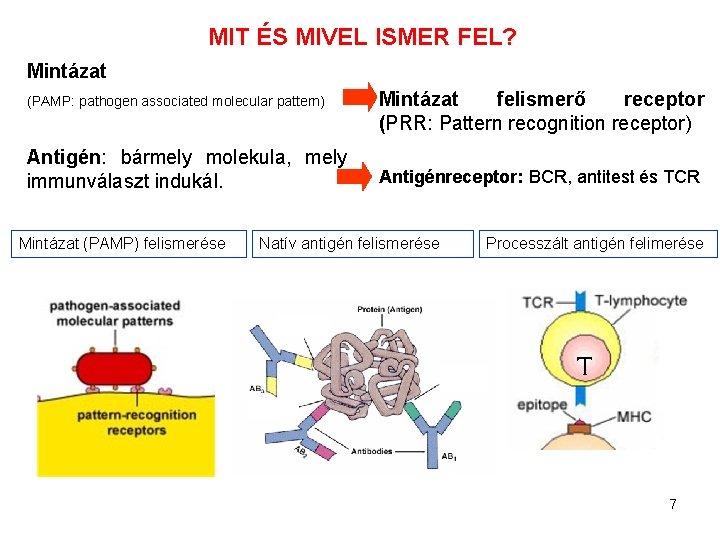 MIT ÉS MIVEL ISMER FEL? Mintázat (PAMP: pathogen associated molecular pattern) Antigén: bármely molekula,