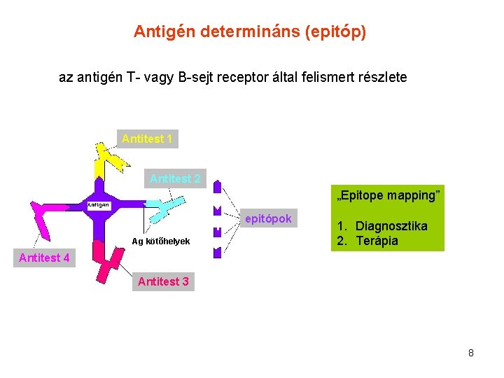 Antigén determináns (epitóp) az antigén T- vagy B-sejt receptor által felismert részlete Antitest 1
