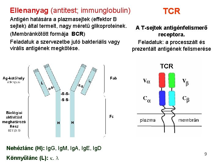 Ellenanyag (antitest; immunglobulin) TCR Antigén hatására a plazmasejtek (effektor B sejtek) által termelt, nagy