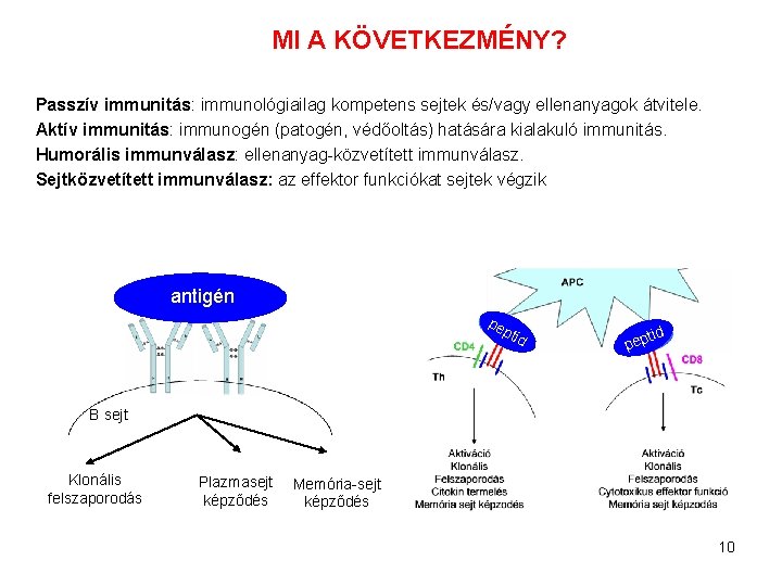 MI A KÖVETKEZMÉNY? Passzív immunitás: immunológiailag kompetens sejtek és/vagy ellenanyagok átvitele. Aktív immunitás: immunogén