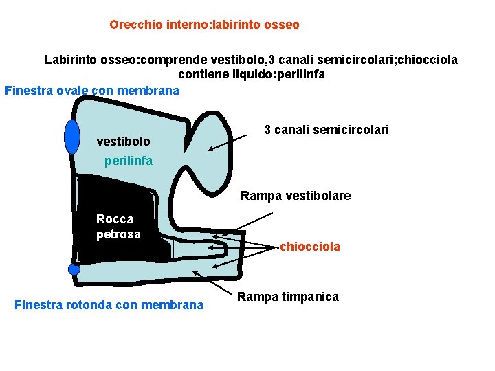 Orecchio interno: labirinto osseo Labirinto osseo: comprende vestibolo, 3 canali semicircolari; chiocciola contiene liquido: