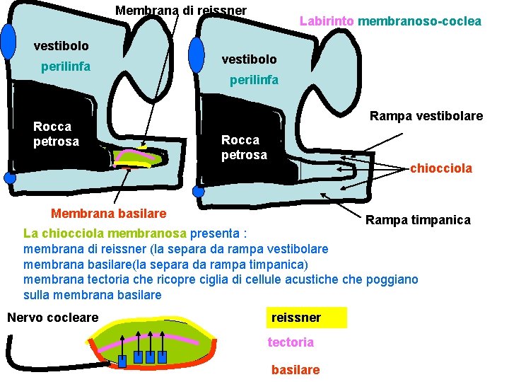 Membrana di reissner vestibolo perilinfa Rocca petrosa Labirinto membranoso-coclea vestibolo perilinfa Rampa vestibolare Rocca