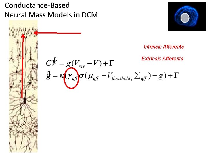 Conductance-Based Neural Mass Models in DCM Intrinsic Afferents Extrinsic Afferents Conductance-Based Neural Mass Models in DCM Intrinsic Afferents Extrinsic Afferents