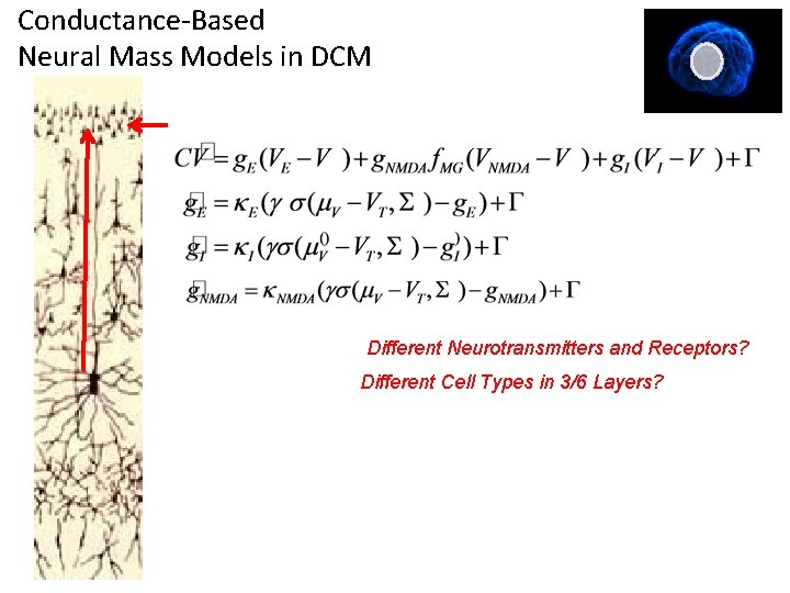 Conductance-Based Neural Mass Models in DCM Different Neurotransmitters and Receptors? Different Cell Types in Conductance-Based Neural Mass Models in DCM Different Neurotransmitters and Receptors? Different Cell Types in