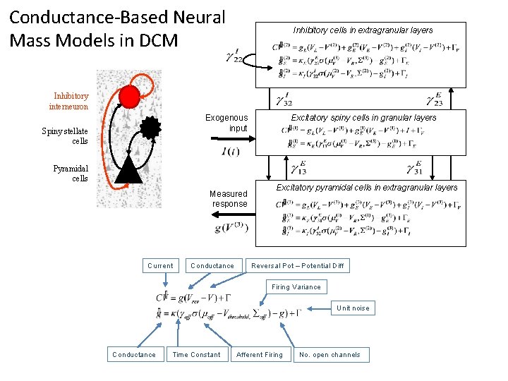 Conductance-Based Neural Mass Models in DCM Inhibitory cells in extragranular layers Inhibitory interneuron Excitatory Conductance-Based Neural Mass Models in DCM Inhibitory cells in extragranular layers Inhibitory interneuron Excitatory