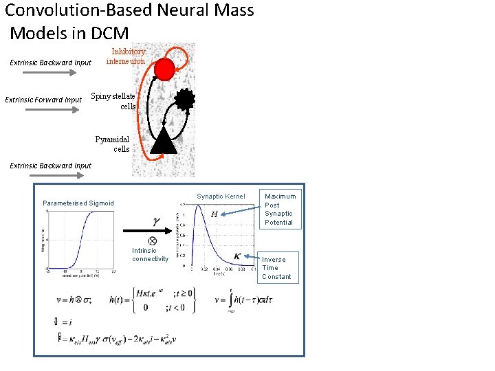 Convolution-Based Neural Mass Models in DCM Extrinsic Backward Input Extrinsic Forward Input Inhibitory interneuron Convolution-Based Neural Mass Models in DCM Extrinsic Backward Input Extrinsic Forward Input Inhibitory interneuron