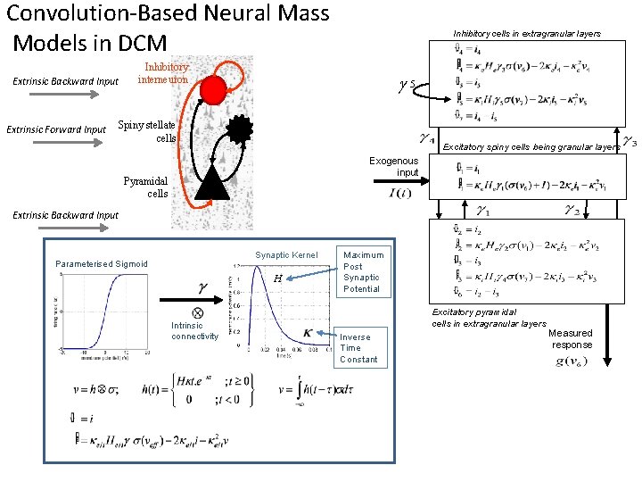 Convolution-Based Neural Mass Models in DCM Extrinsic Backward Input Extrinsic Forward Input Inhibitory cells Convolution-Based Neural Mass Models in DCM Extrinsic Backward Input Extrinsic Forward Input Inhibitory cells