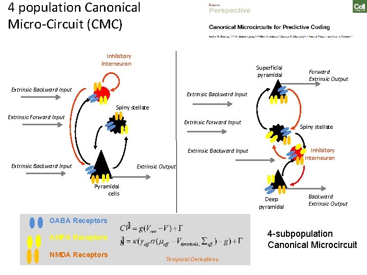 4 population Canonical Micro-Circuit (CMC) Inhibitory interneuron Superficial pyramidal Extrinsic Backward Input Forward Extrinsic 4 population Canonical Micro-Circuit (CMC) Inhibitory interneuron Superficial pyramidal Extrinsic Backward Input Forward Extrinsic