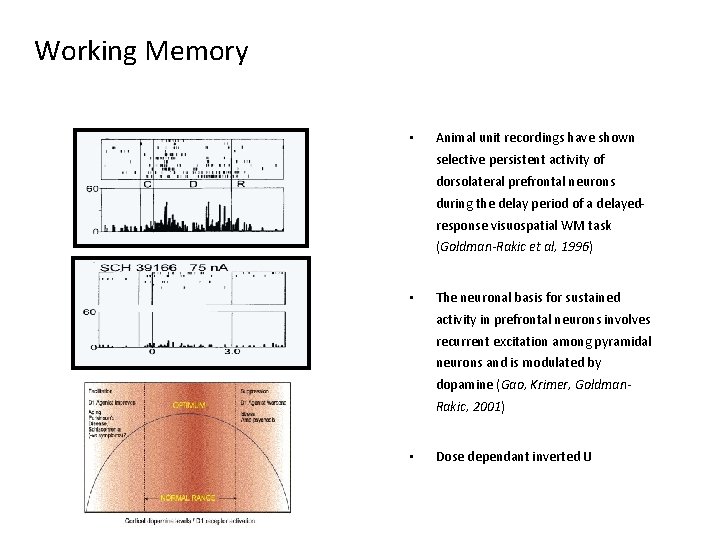 Working Memory • Animal unit recordings have shown selective persistent activity of dorsolateral prefrontal Working Memory • Animal unit recordings have shown selective persistent activity of dorsolateral prefrontal