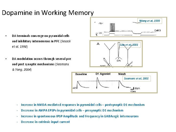 Dopamine in Working Memory Wang et al, 1999 • DA terminals converge on pyramidal Dopamine in Working Memory Wang et al, 1999 • DA terminals converge on pyramidal