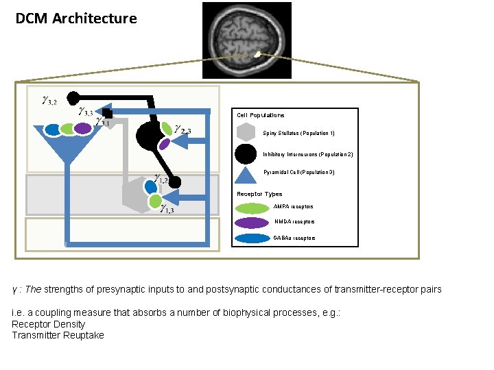 DCM Architecture Cell Populations Spiny Stellates (Population 1) Inhibitory Interneurons (Population 2) Pyramidal Cell DCM Architecture Cell Populations Spiny Stellates (Population 1) Inhibitory Interneurons (Population 2) Pyramidal Cell