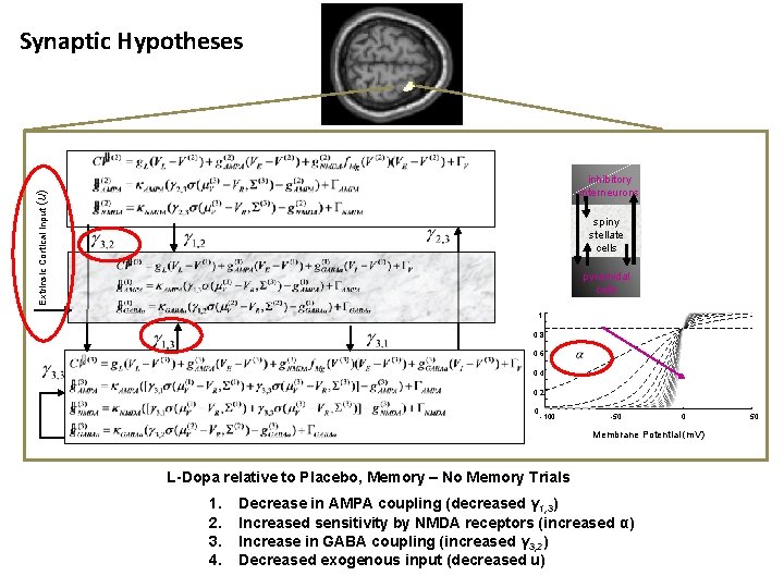 Synaptic Hypotheses Extrinsic Cortical Input (u) inhibitory interneurons pyrami dal spiny stellate cells pyrami Synaptic Hypotheses Extrinsic Cortical Input (u) inhibitory interneurons pyrami dal spiny stellate cells pyrami