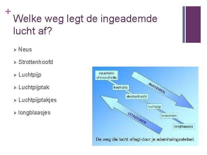 + Welke weg legt de ingeademde lucht af? Ø Neus Ø Strottenhoofd Ø Luchtpijptakjes