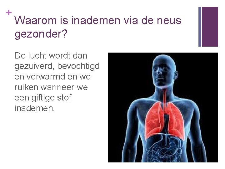 + Waarom is inademen via de neus gezonder? De lucht wordt dan gezuiverd, bevochtigd