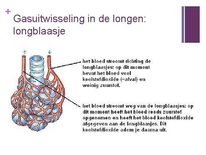 + Gasuitwisseling in de longen: longblaasje 