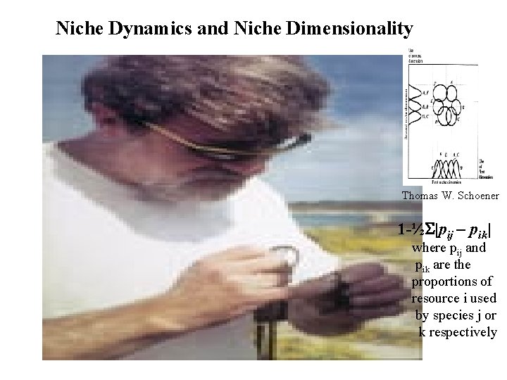 Niche Dynamics and Niche Dimensionality Thomas W. Schoener 1 -½S|pij – pik| where pij