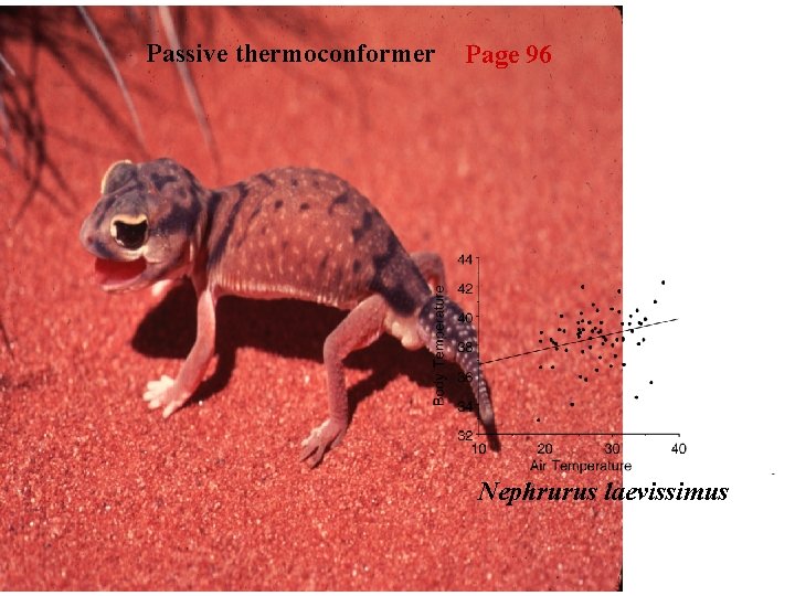 Passive thermoconformer Page 96 Nephrurus laevissimus 