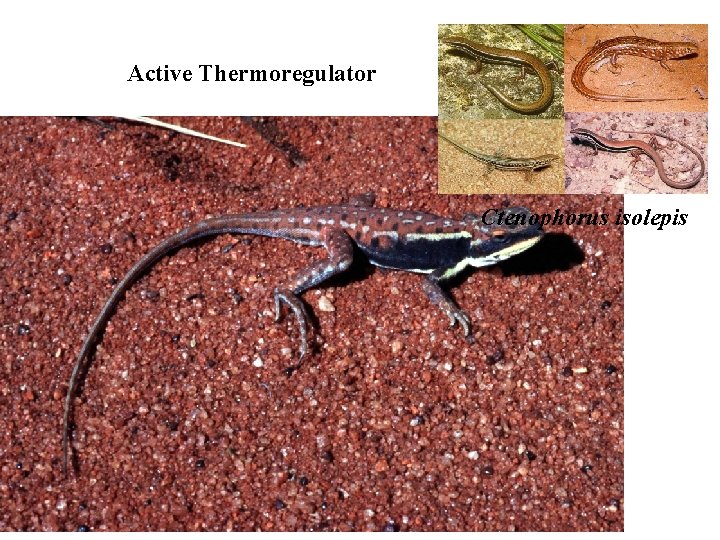 Active Thermoregulator Ctenophorus isolepis 