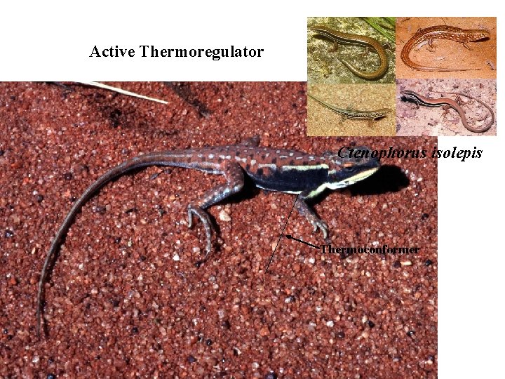 Active Thermoregulator Ctenophorus isolepis Thermoconformer 